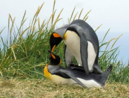 King Penguins